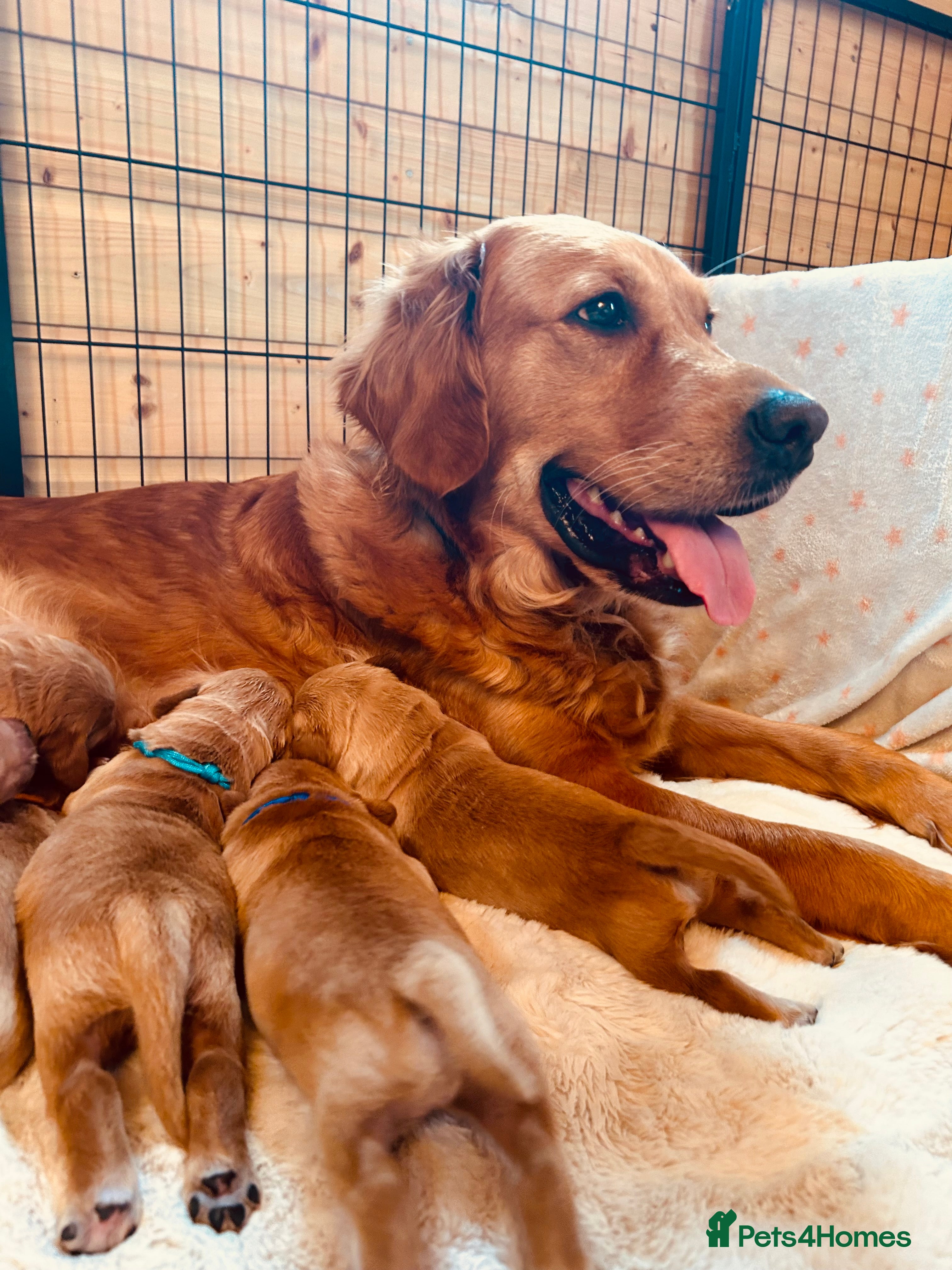 Golden Retriever dogs Lovely Litter 🐶 KC registered🐶health tested  - Advert 1