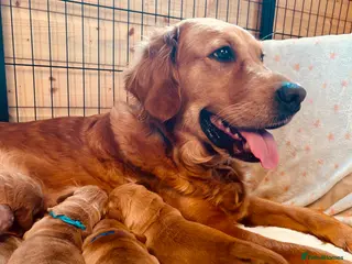 Golden Retriever dogs Lovely Litter 🐶 KC registered🐶health tested - Advert 3