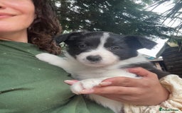 Border Collie dogs for stud: Beautiful Border Collie for Stud - Image 12