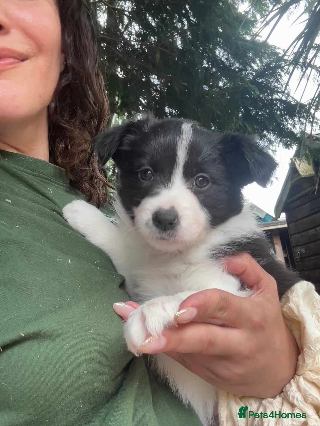 Border Collie dogs for stud: Beautiful Border Collie for Stud - Image 12