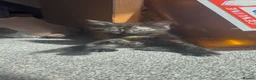 British Shorthair cats for sale: Gorgeous kitten  - Advert 7