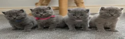 British Shorthair cats for sale: Beautiful British Shorthair Kittens - Advert 6
