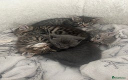 Mixed Breed cats for sale: 5 lovely playful kittens available  - Image 2