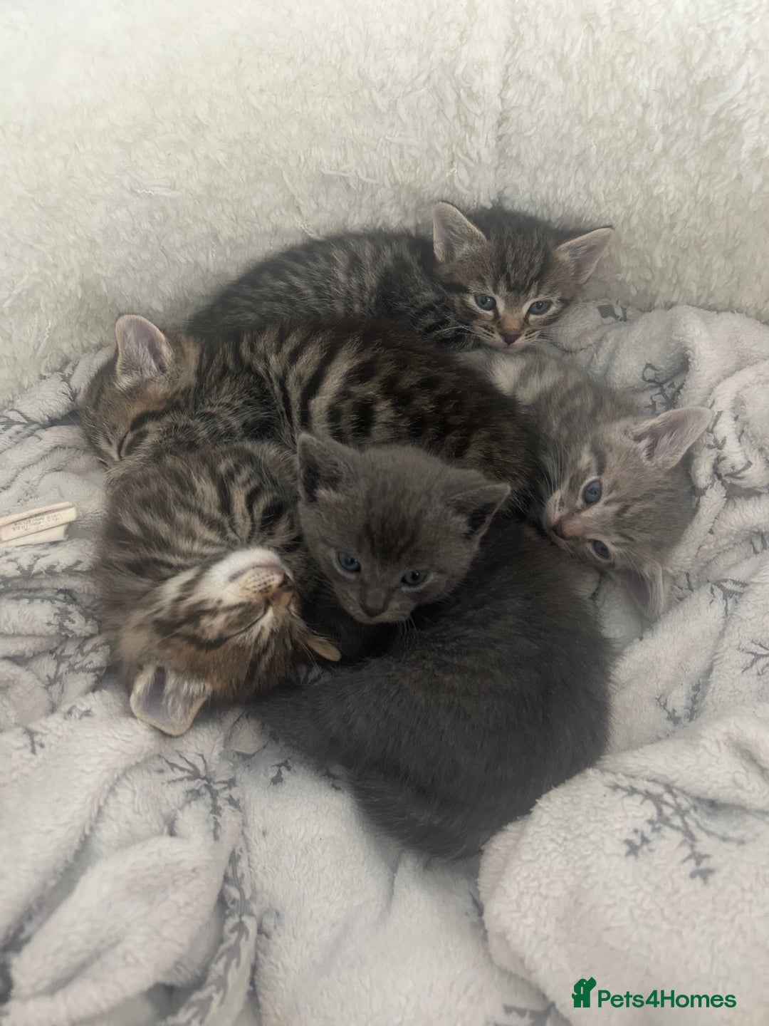 Mixed Breed cats for sale: 5 lovely playful kittens available  - Image 2