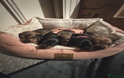 Miniature Dachshund dogs for sale: Adorable KC Reg smooth coated mini Dachshunds - Image 11