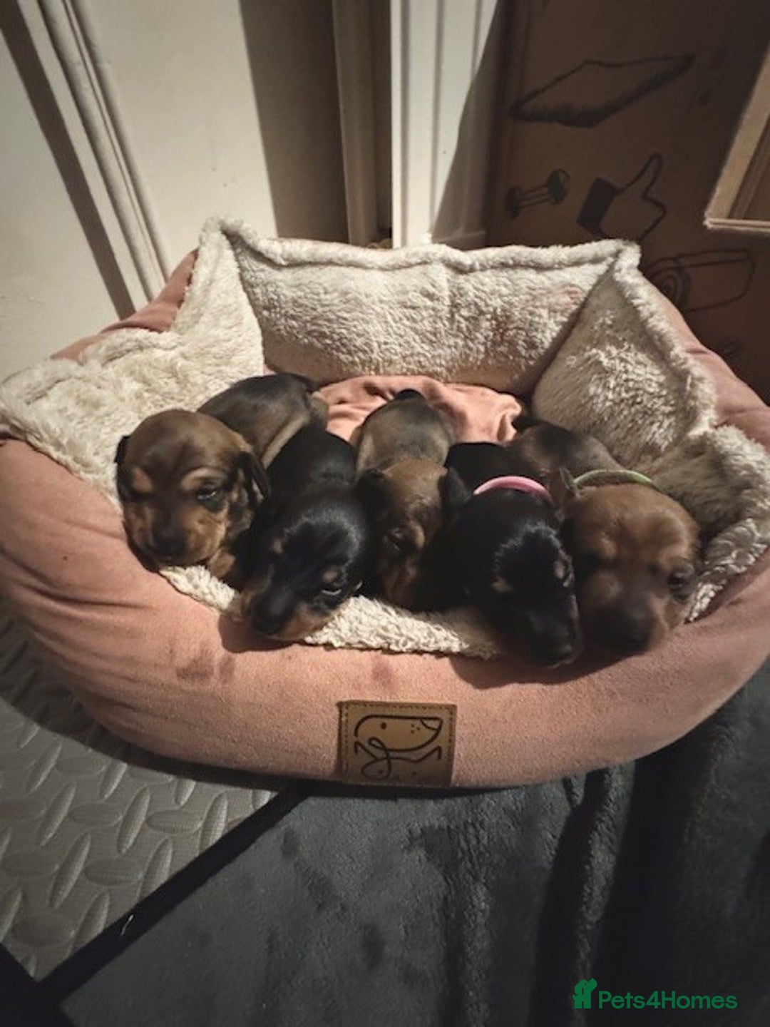 Miniature Dachshund dogs for sale: Adorable KC Reg smooth coated mini Dachshunds - Image 11