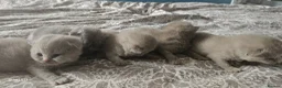 British Shorthair cats for sale:  British shorthair  - Advert 25