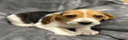 Beagle dogs for sale: 6 girl beagle pups waiting for their forever home in Treharris - Advert 3