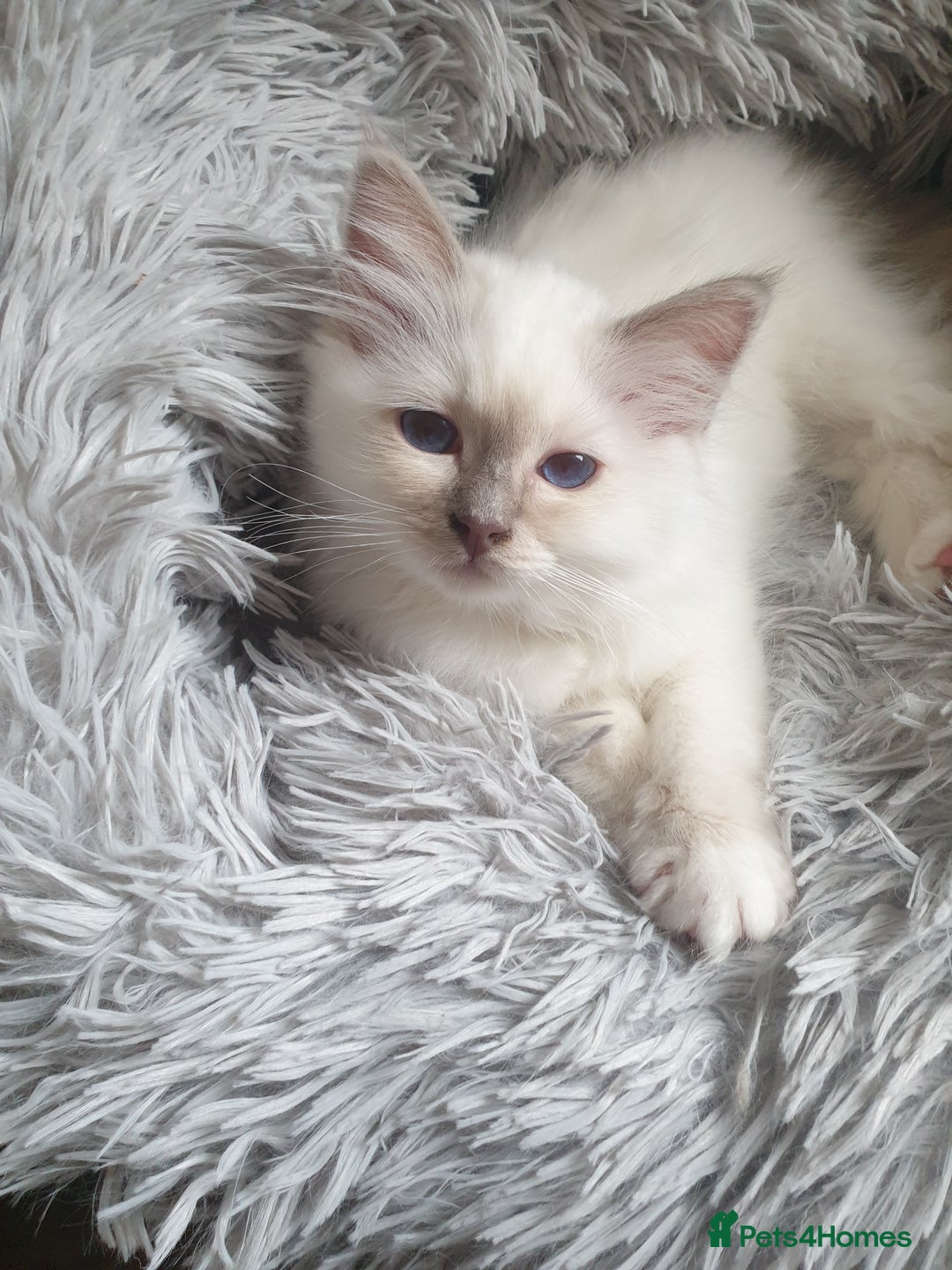 Birman cats for sale: Birman babies ready now. 26 years experience  in Billingham - Image 13