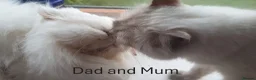 Mixed Breed cats for sale: Beautiful Black Ragdoll x Persian Kitten Ready Now in Barnsley - Advert 17