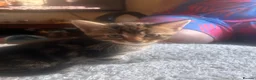 Mixed Breed cats for sale: Mixed bengal - Advert 8