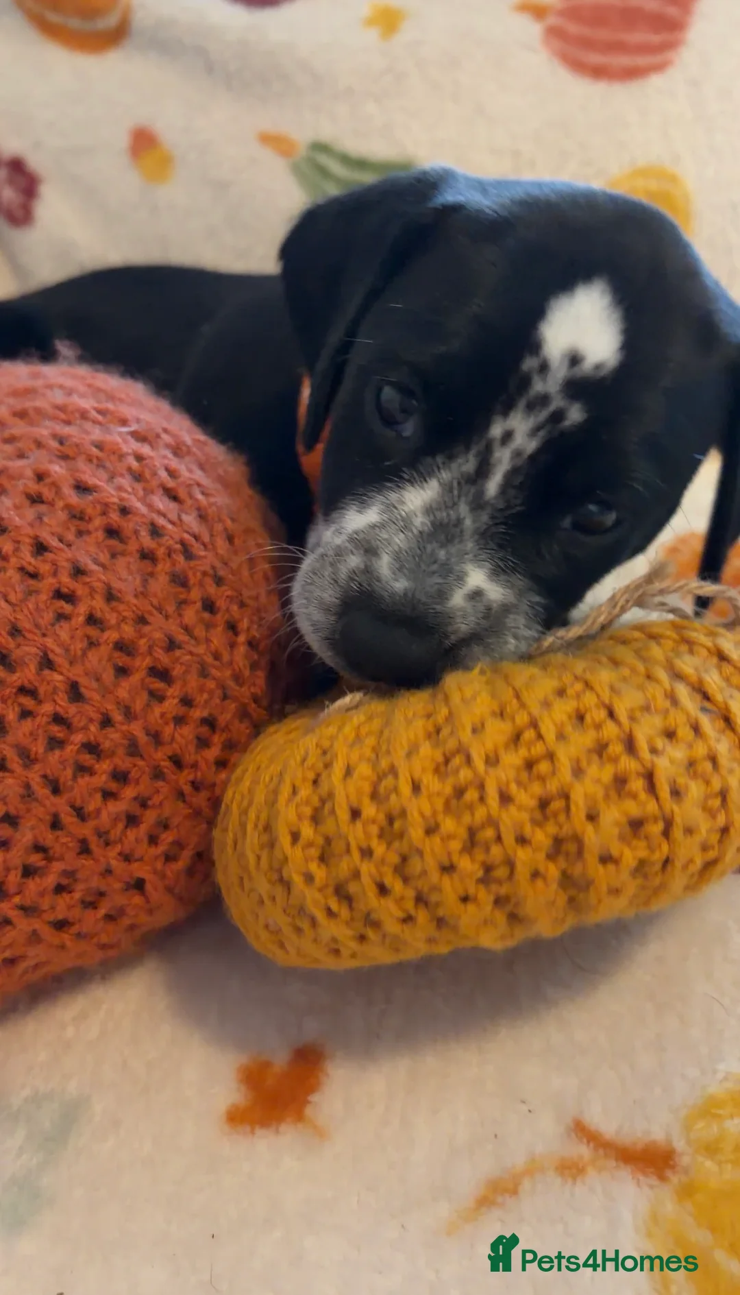 Mixed Breed dogs for sale: BEAUTIFUL DALMATIAN CROSS BOXER PUPPIES  - Advert 15