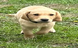 Labrador Retriever dogs for sale: Ready to go! KC reg Labradors (yellow/Foxred) - Image 14