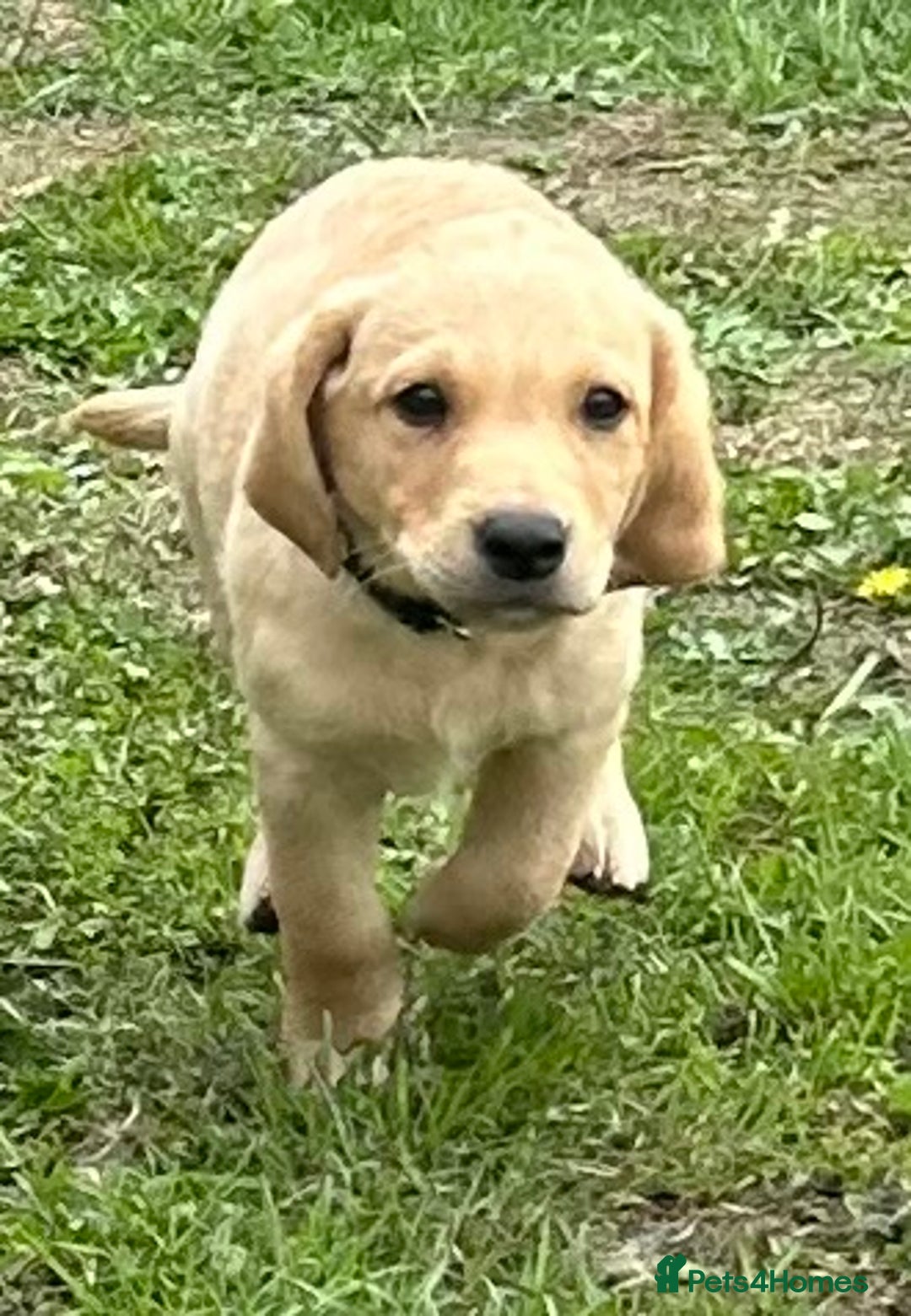 Labrador Retriever dogs for sale: Ready to go! KC reg Labradors (yellow/Foxred) - Image 14