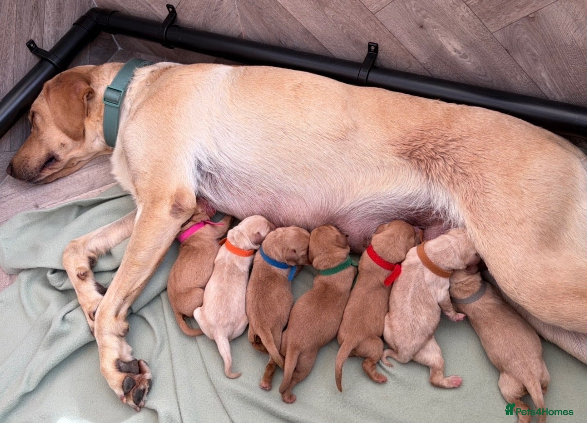 Labrador Retriever dogs 7 KC Reg Labrador champion bloodline Puppies - Advert 1