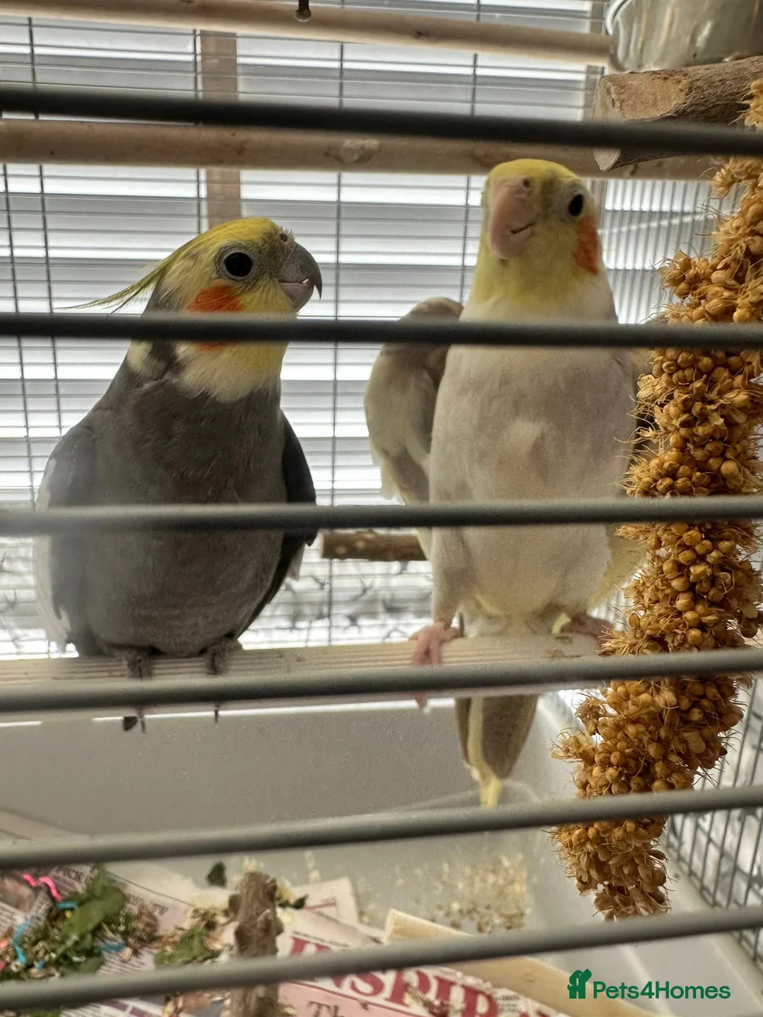 Cockatiels birds for sale: Two male cockatiels for sale  in Didcot - Advert 1