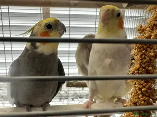 Cockatiels birds Two male cockatiels for sale - Advert 2