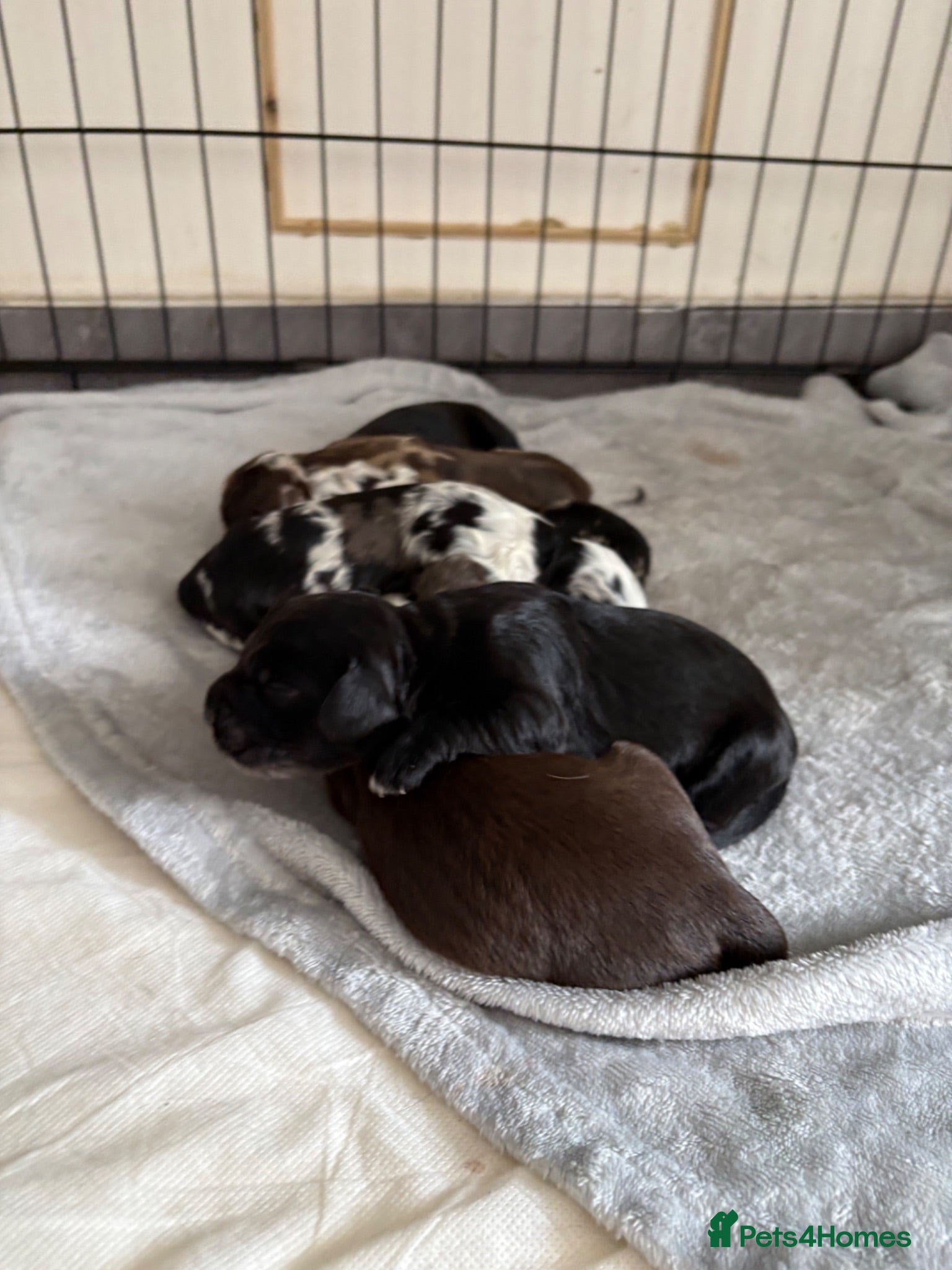 Cocker Spaniel dogs Beautiful cocker spaniels puppies  - Advert 13