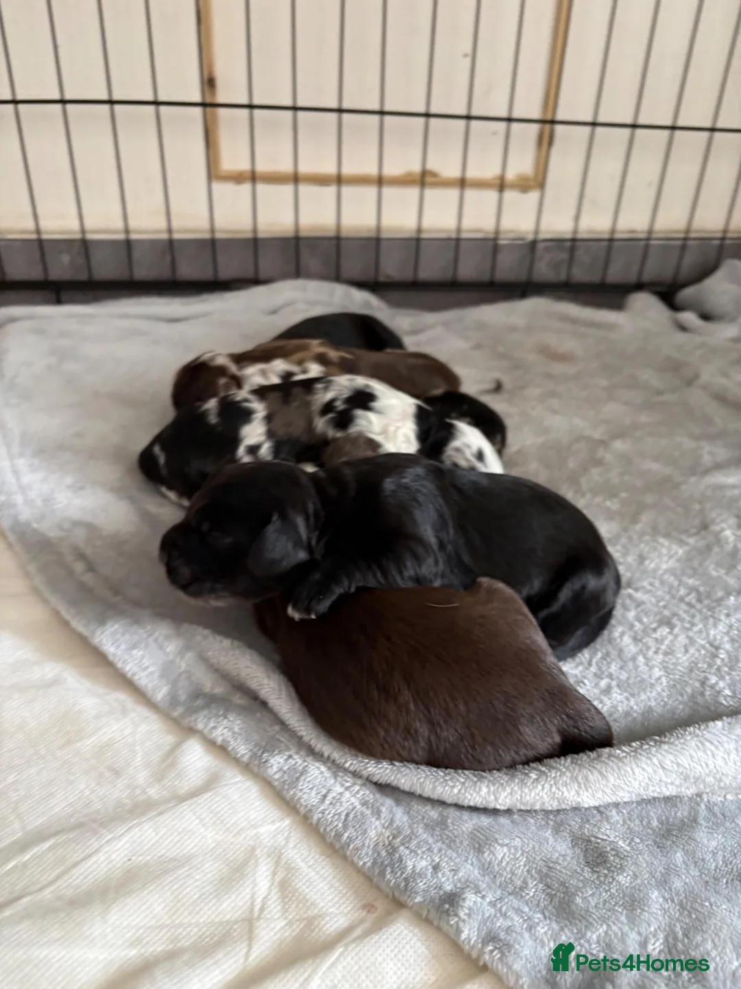 Cocker Spaniel dogs for sale: Beautiful cocker spaniels puppies  - Advert 1