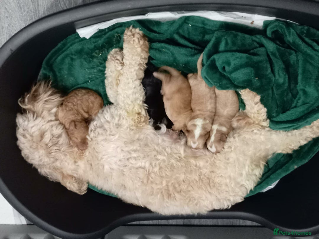 Cockapoo dogs for sale: 11week old cockapoo (black and tan)  - Advert 3