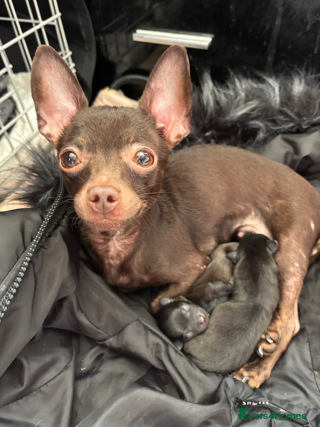 Russian Toy Terrier dogs for sale: Russian toy terrier puppies for sale in Feltham - Advert 2