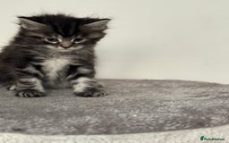 Maine Coon cats for sale: Stunning mainecoon kittens for sale.  - Image 2