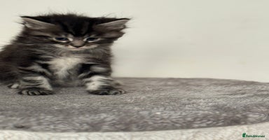 Maine Coon cats - Advert 3