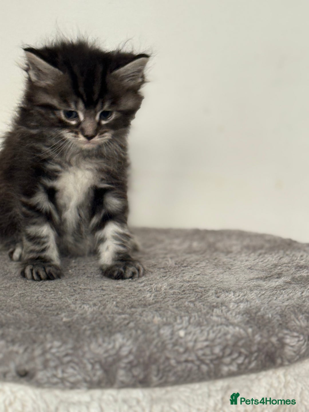 Maine Coon cats for sale: Stunning mainecoon kittens for sale.  - Image 2