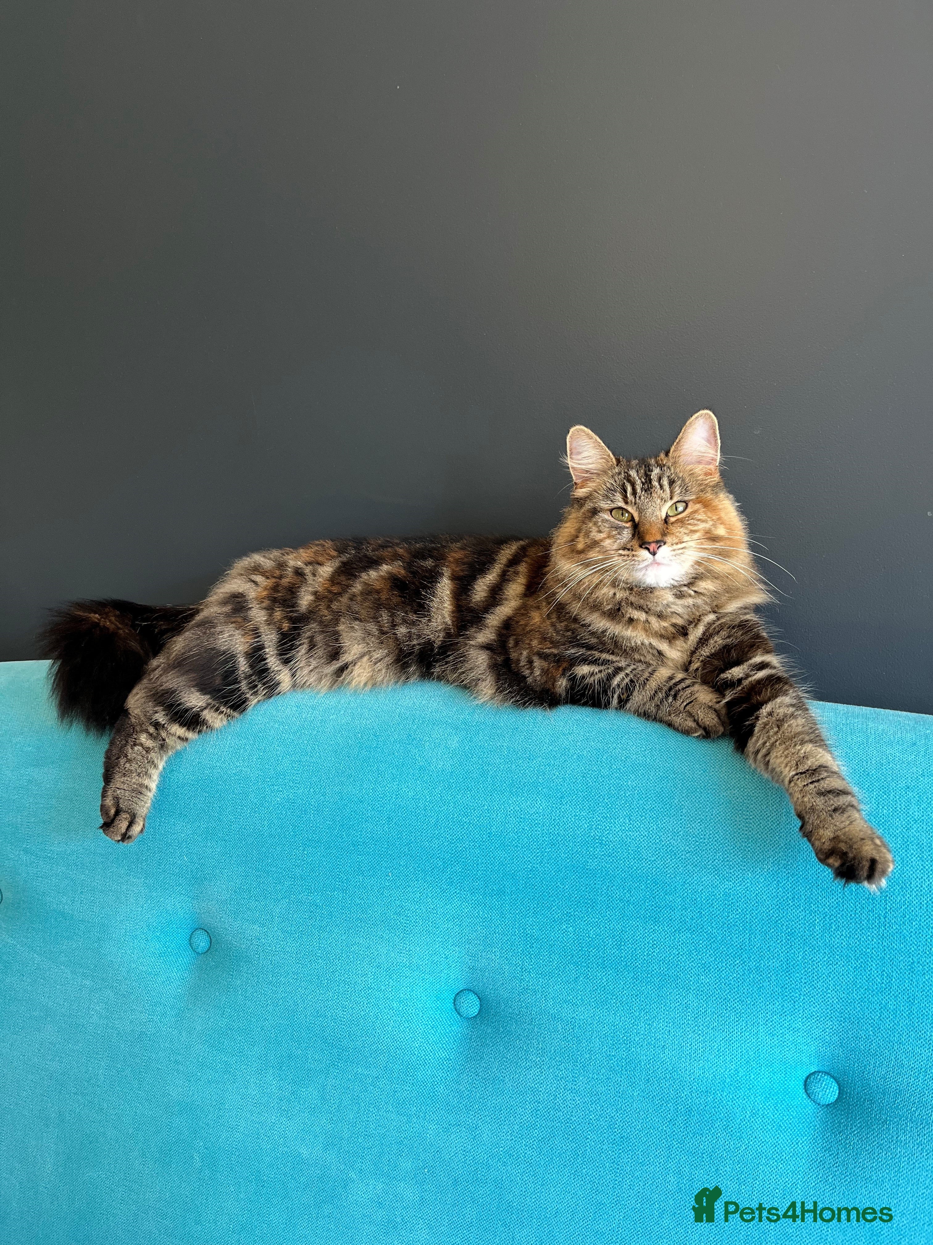 Mixed Breed cats Long Haired Tabby - Stella - Advert 1