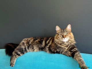 Mixed Breed cats Long Haired Tabby - Stella - Advert 2