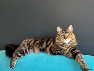 Mixed Breed cats Long Haired Tabby - Stella - Advert 17
