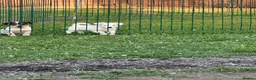Jack Russell dogs for sale: Miniature Jack Russell terrier - Advert 8
