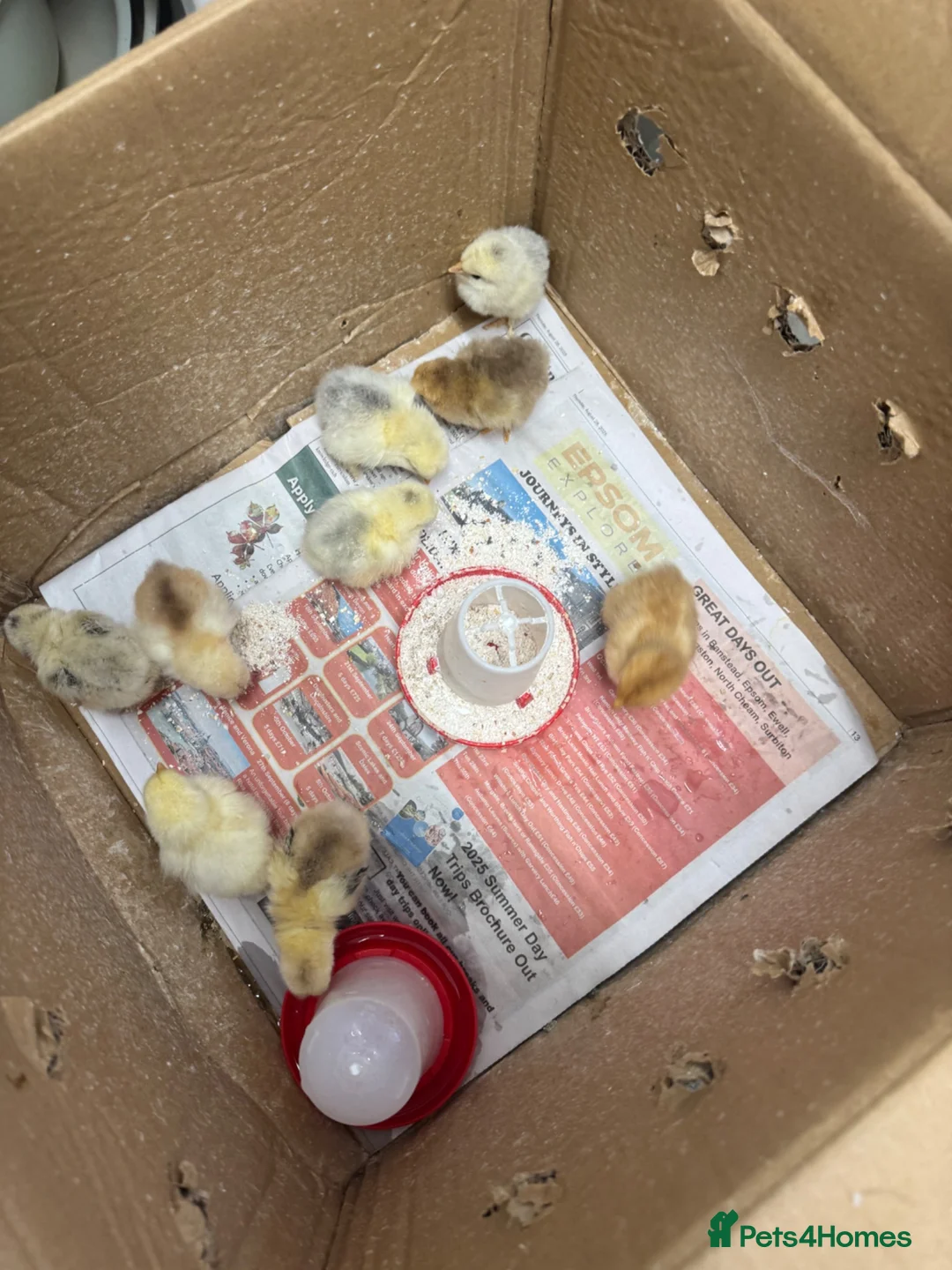 Chickens poultry for sale: Chicks - Advert 1