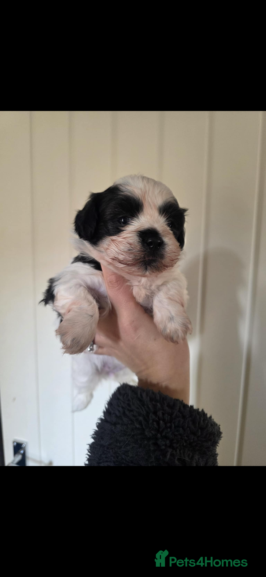 Shihpoo dogs for sale: Shih poo  - Advert 1