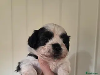 Shihpoo dogs Shih poo - Advert 12
