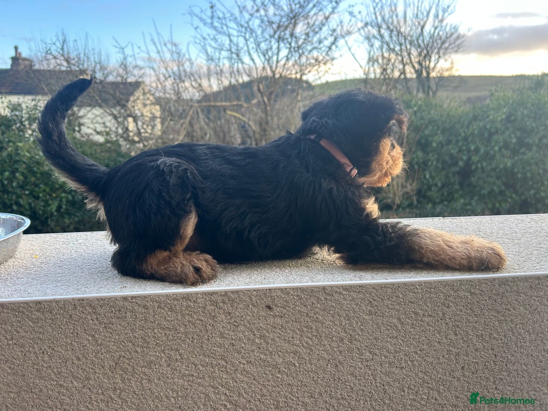 Airedale Terrier dogs for sale: Quality KC registered female puppy available  - Advert 6