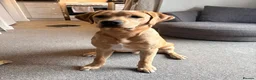 Labrador Retriever dogs for sale: 9 month old Lab looking for his forever home 🐾 - Advert 3