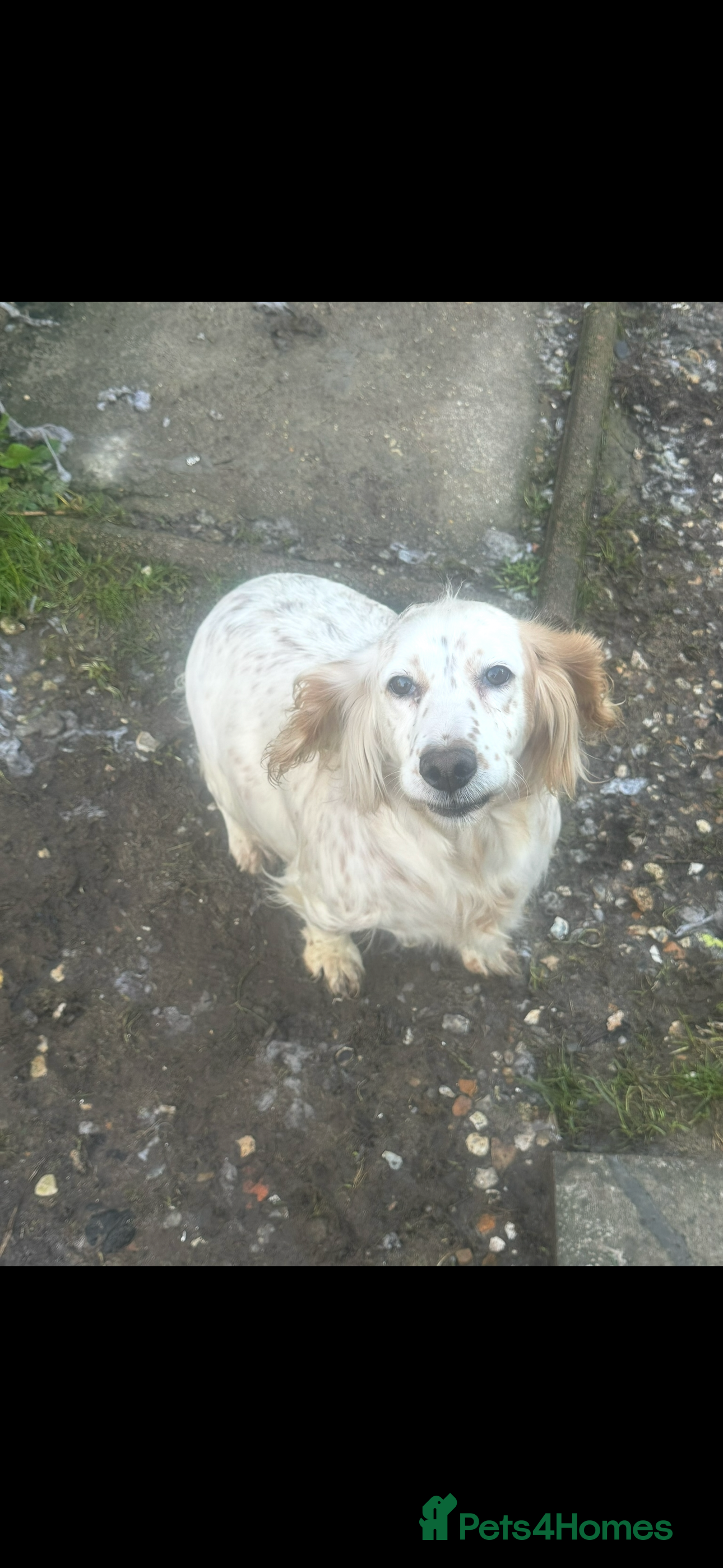 Cocker Spaniel dogs Cocker spaniel puppies  - Advert 2