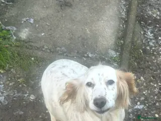 Cocker Spaniel dogs Cocker spaniel puppies - Advert 2