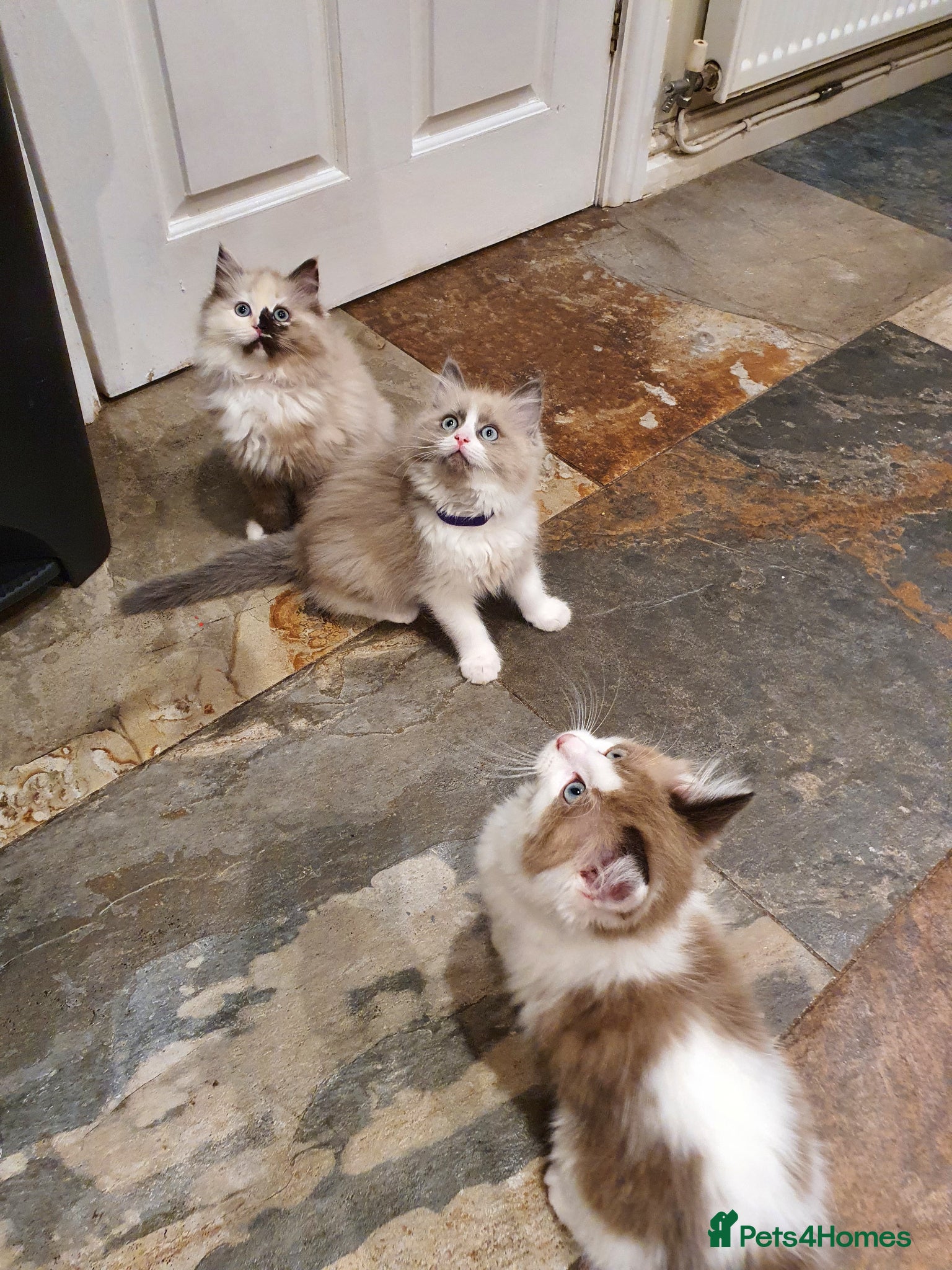 Ragdoll cats Beautiful GCCF Registered Ragdoll Kittens. - Advert 2