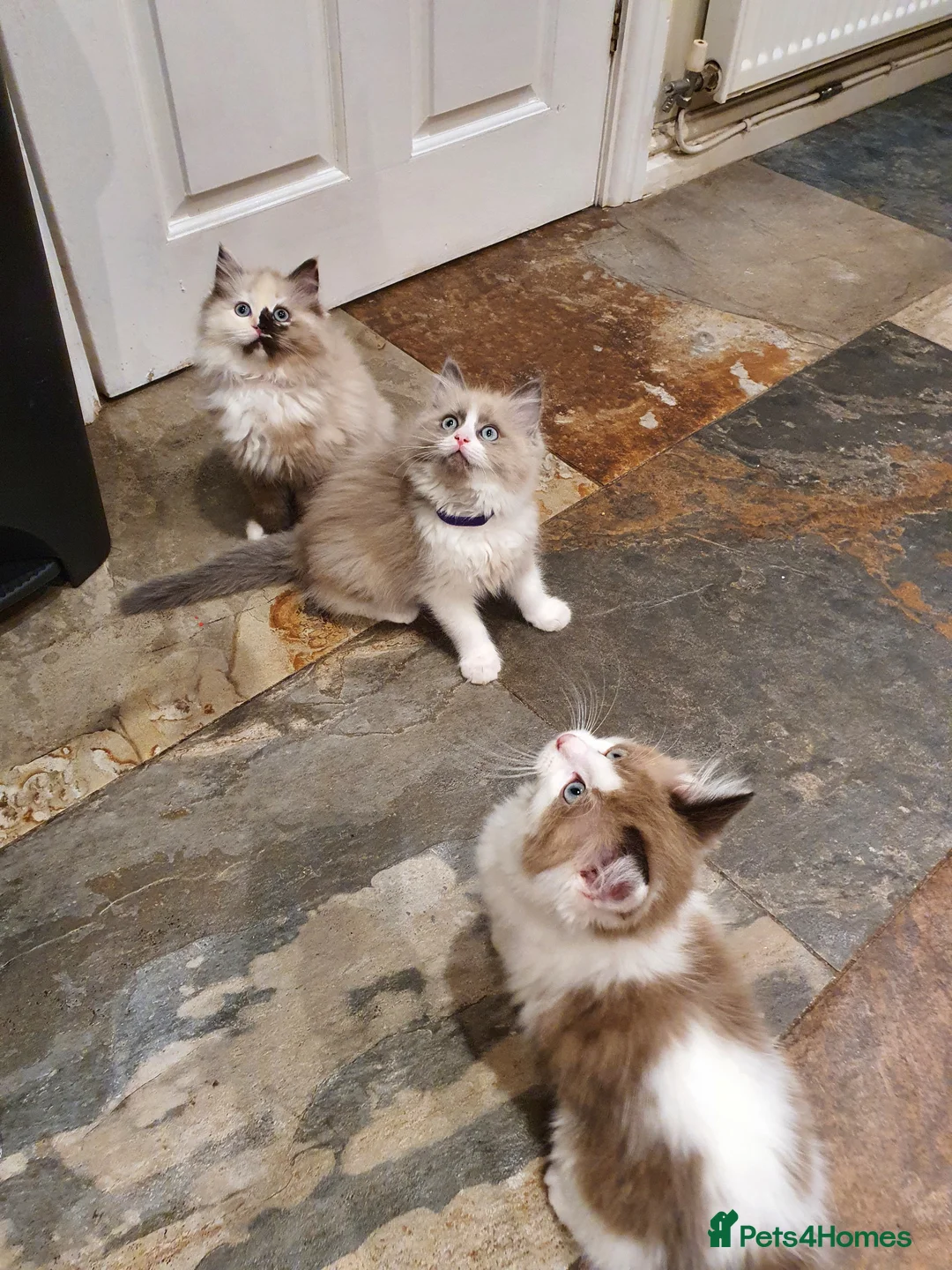 Ragdoll cats for sale: Beautiful GCCF Registered Ragdoll Kittens. - Advert 2