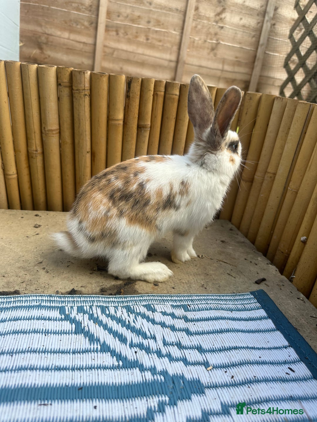Mixed Breed rabbits for sale: Baby Rabbits  - Image 20
