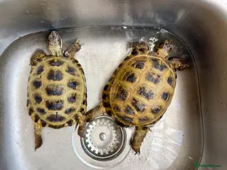 Tortoise reptiles Breeding Pair Horsefield Tortoises + Enclosure + - Advert 1