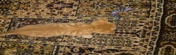 British Shorthair cats for sale: Beautiful kittens - Advert 21
