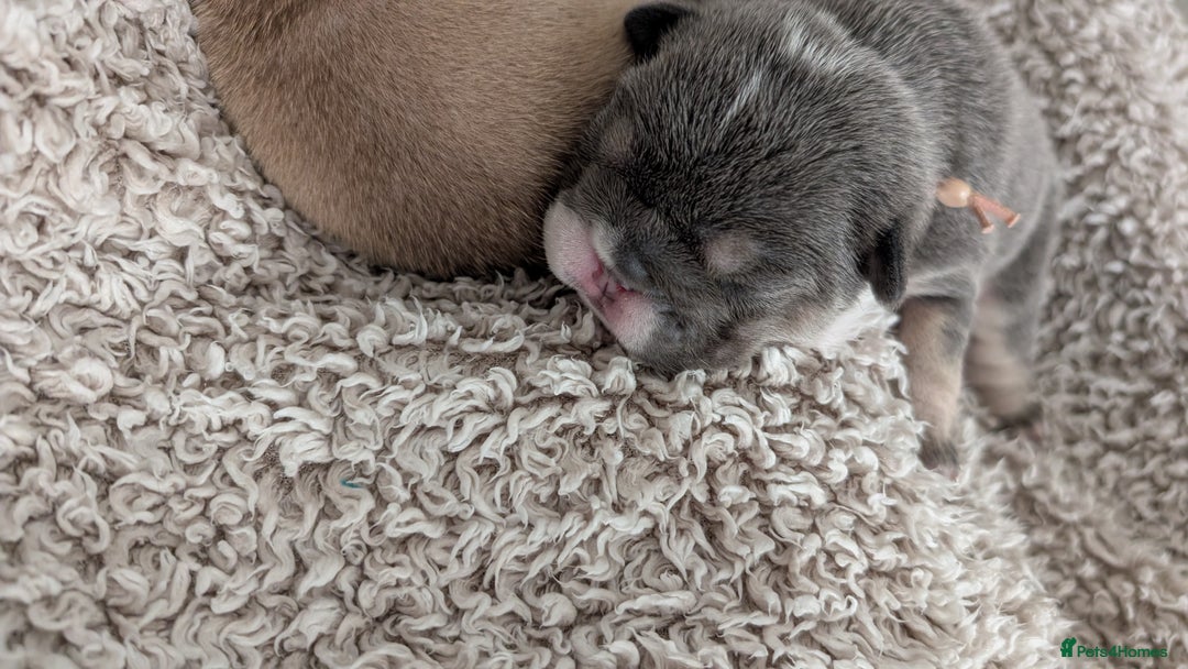 English Bulldog dogs for sale: Outstanding English bulldog puppies  - Advert 13