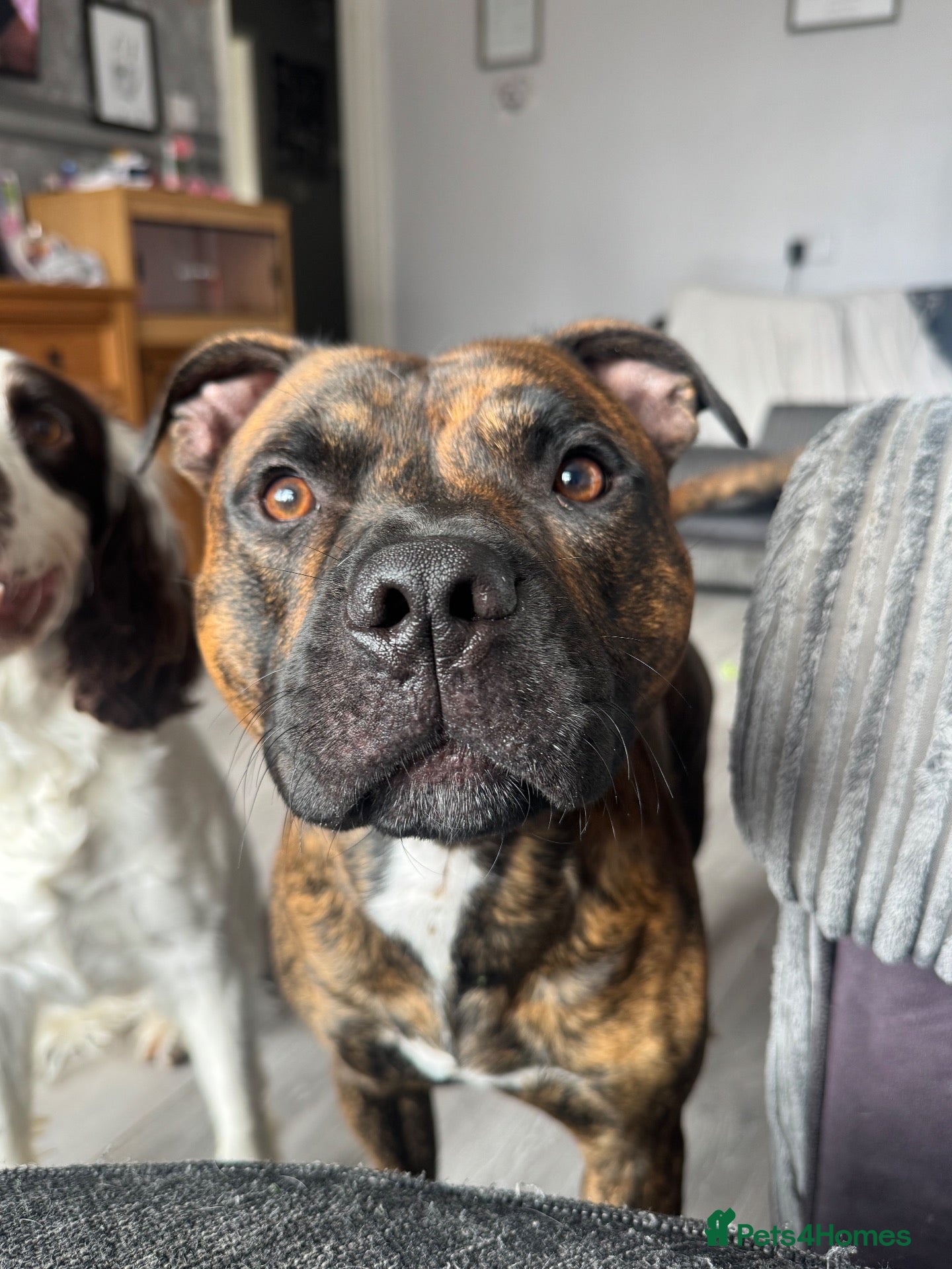 Staffordshire Bull Terrier dogs Male Staffordshire Bull Terrier For Stud - Advert 16