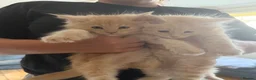 Maine Coon cats for sale: Main coon kittens - Advert 4