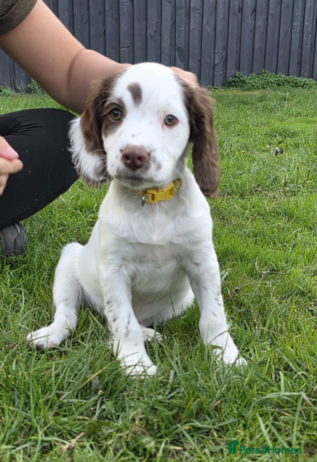 English Springer Spaniel dogs for sale: Unusually marked pups, heart of gold,health tested - Image 2