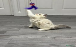 Ragdoll cats for sale: Stunning Ragdoll Boy - Image 12