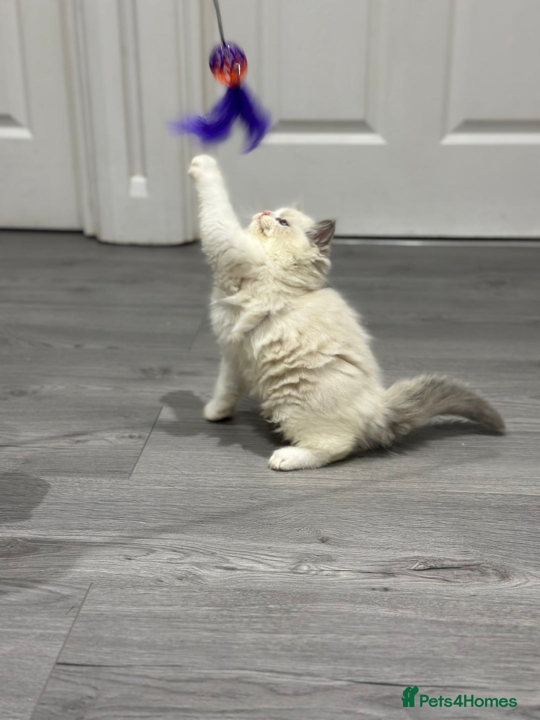 Ragdoll cats for sale: Stunning Ragdoll Boy - Image 12